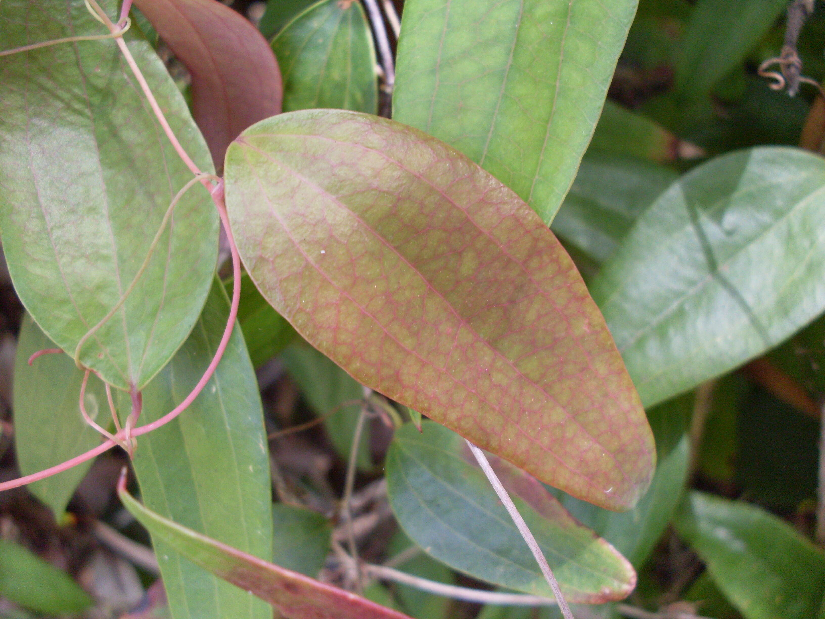 Image of Smilax glyciphylla Sm.