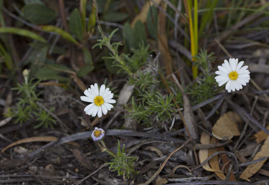 Image of fringed daisy-bush