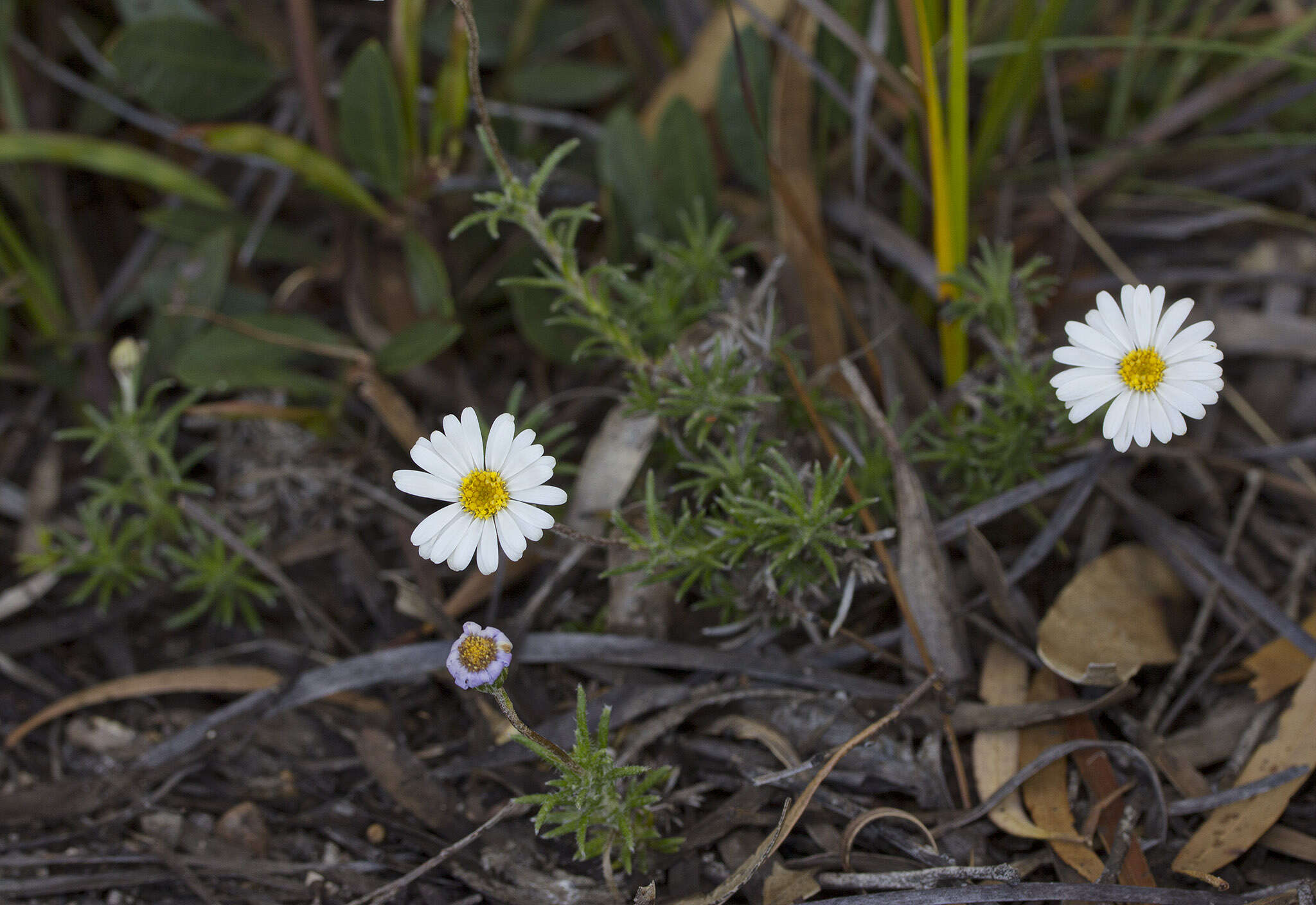 Olearia ciliata (Benth.) F. Müll. resmi