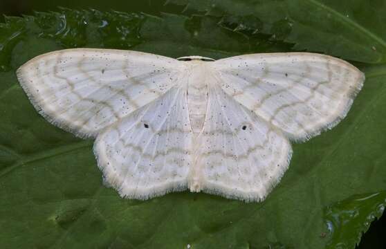 Image of Large Lace-border