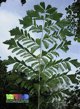 Image of fishtail palm