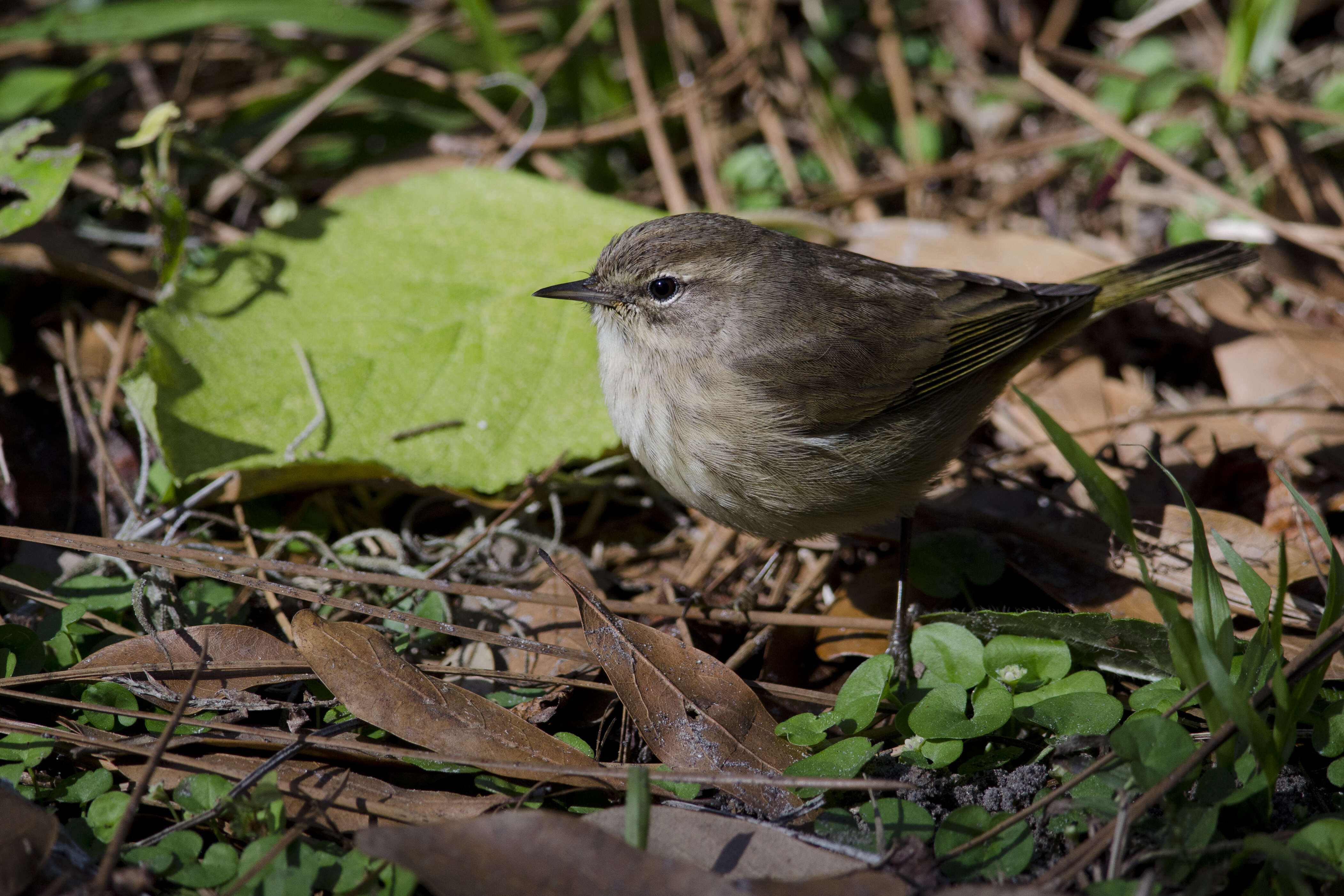 Image de Paruline à couronne rousse