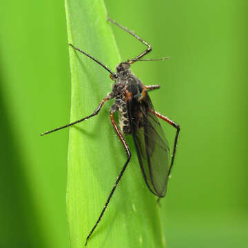 Image of Giant Bark Aphid