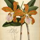 Image of Cattleya velutina Rchb. fil.