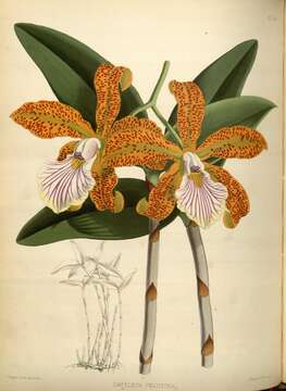 Image of Cattleya velutina Rchb. fil.