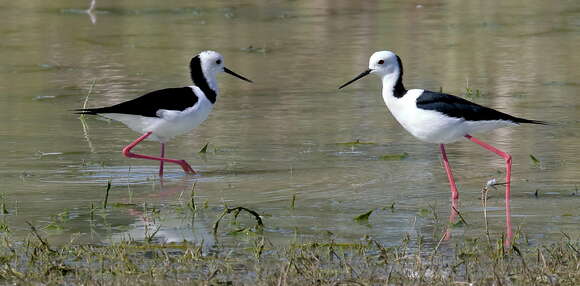 Image of Black-winged Stilt