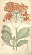 Kalanchoe glaucescens Britten resmi