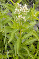 Imagem de Penthoraceae