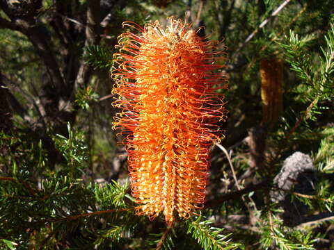 Image of heath-leaf banksia