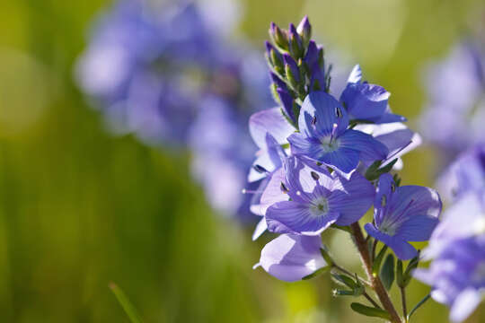 Image of Veronica orsiniana Ten.