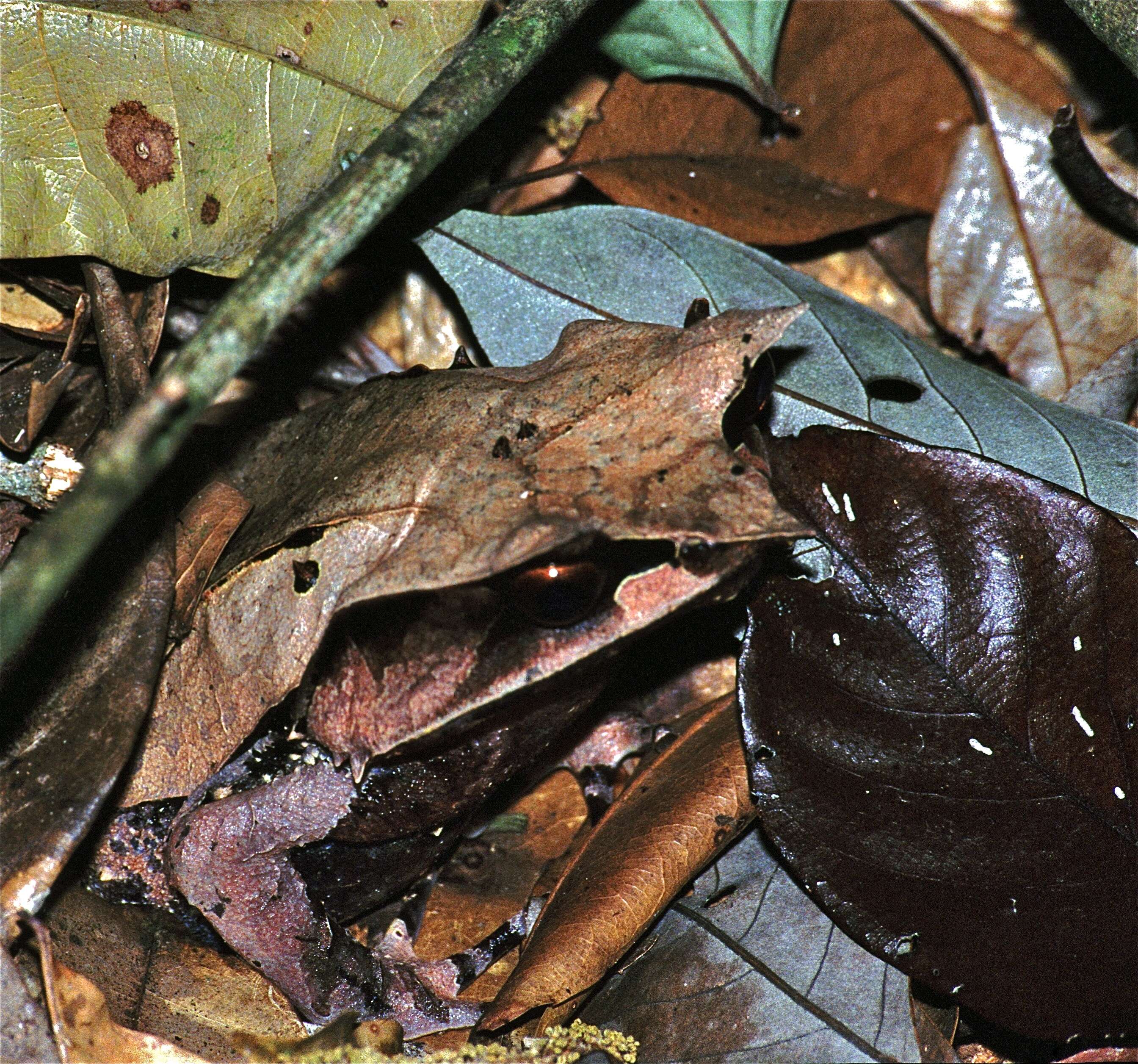 Image of South Asian frogs