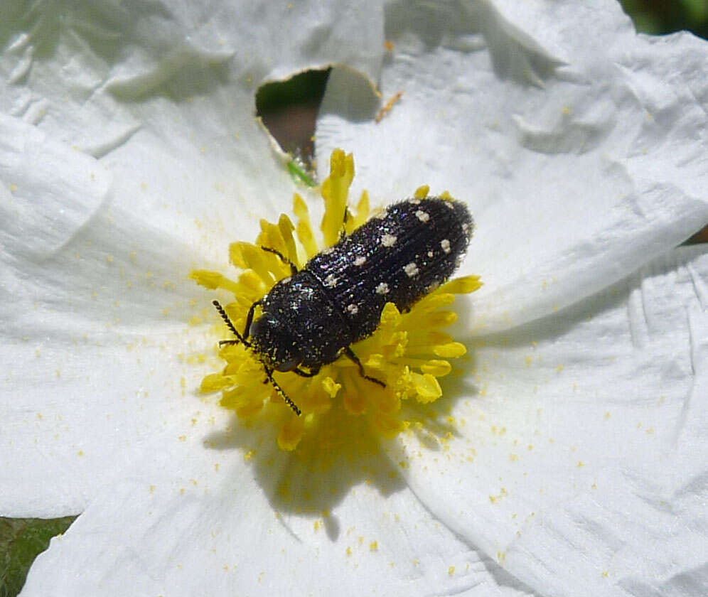 Image of Acmaeodera degener (Scopoli 1763)