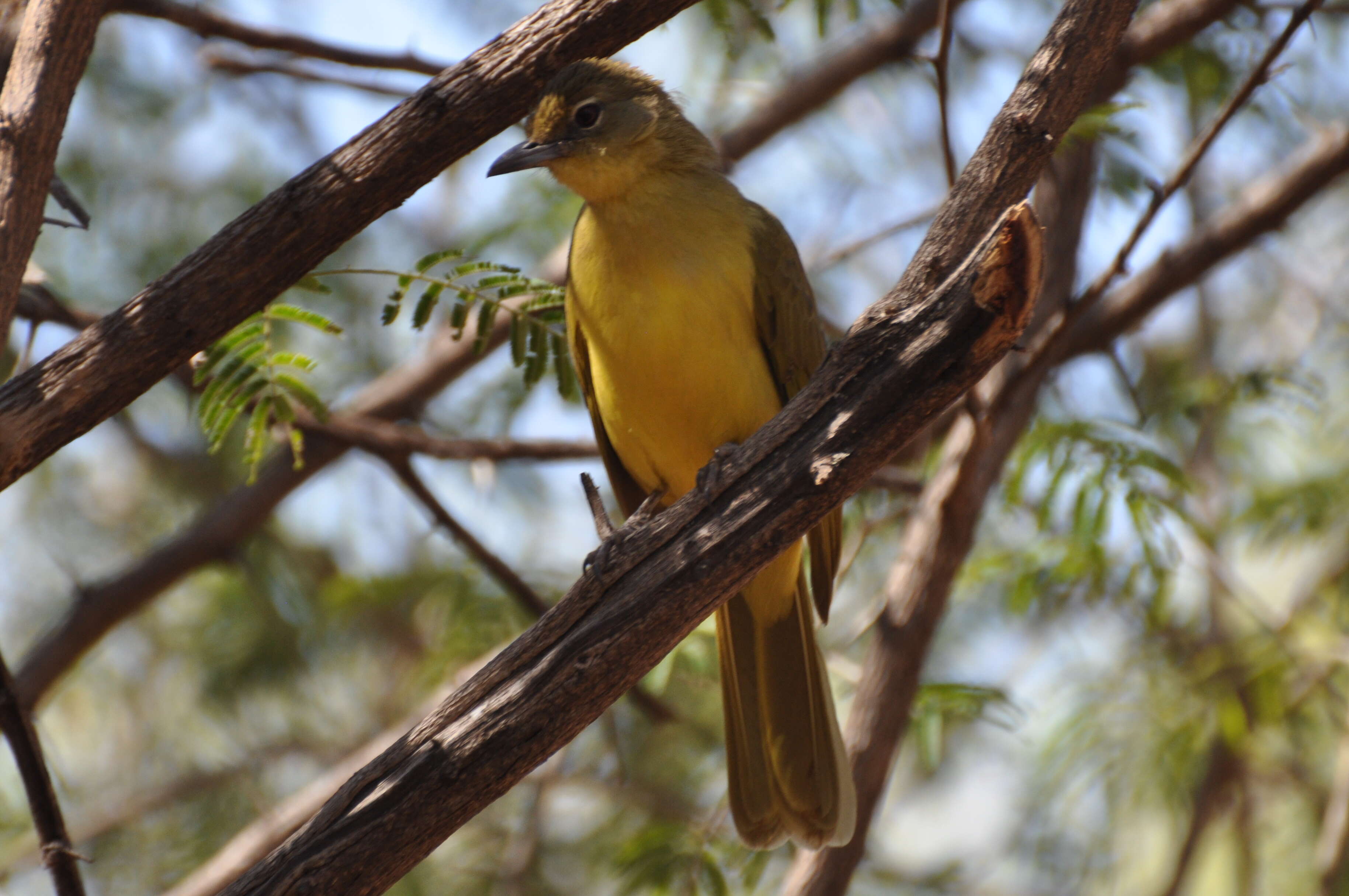 Image of Yellow-bellied Greenbul