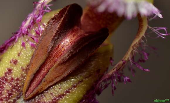 Sivun Bulbophyllum fascinator (Rolfe) Rolfe kuva