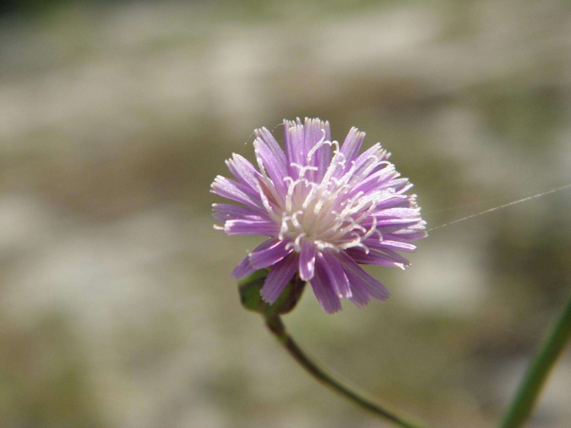 Image of grassleaf lettuce