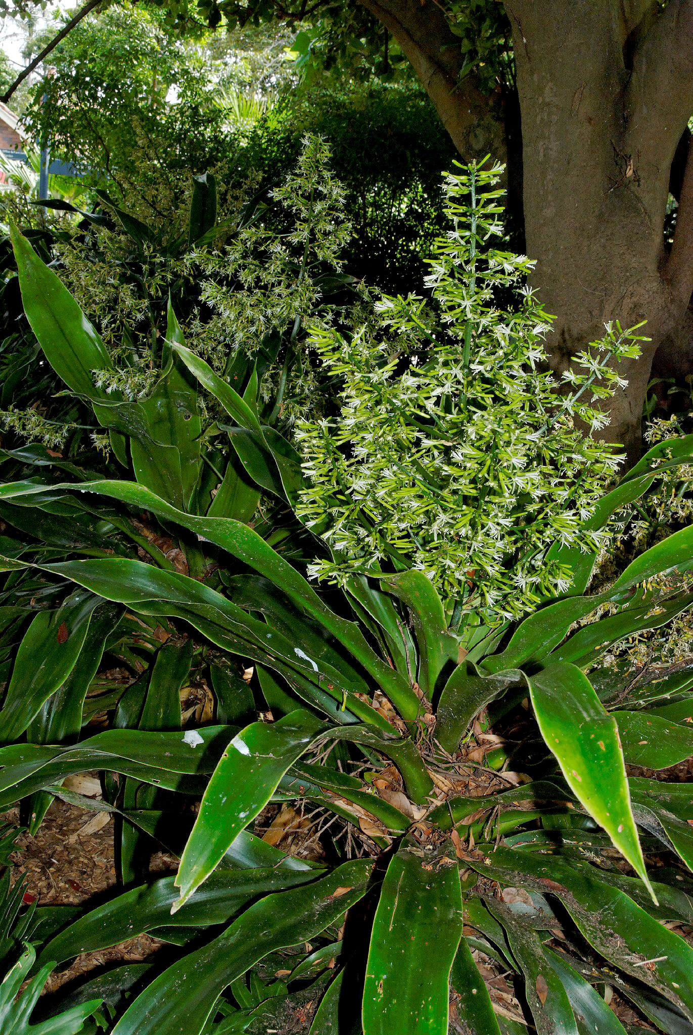 Image of Dragon trees