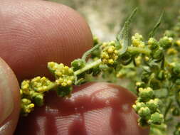 Image of ragweed