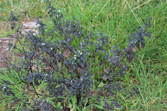 Plancia ëd Solanum nigrum L.