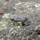 Image of Smooth Toadlet