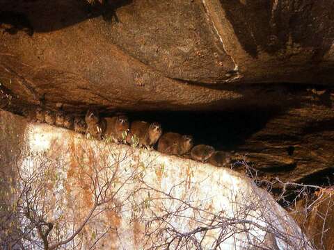 Image of Rock Hyrax