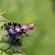 Image of Trypetoptera