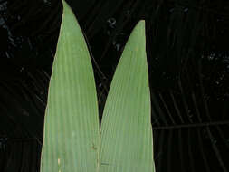 Image of Bactris militaris H. E. Moore