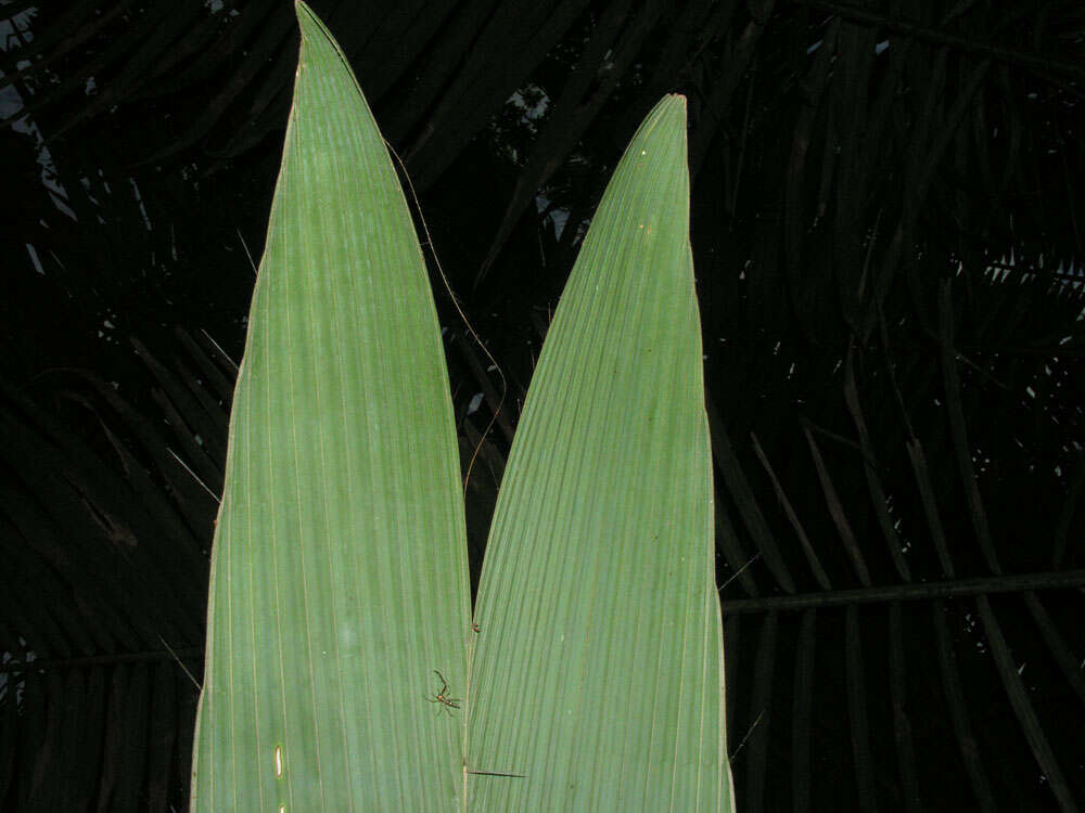 Image of Bactris militaris H. E. Moore