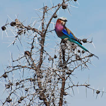 Image of Lilac-breasted Roller