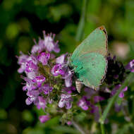 Plancia ëd Callophrys rubi (Linnaeus 1758)