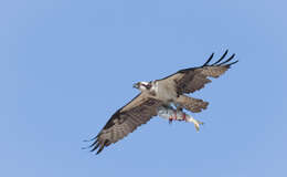 Image of ospreys