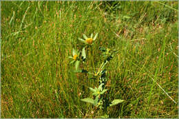 Image of Bidens tripartita subsp. comosa (A. Gray) A. Haines