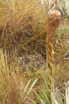 Image de Puya trianae Baker