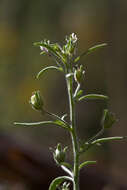 Image of dwarf snapdragon