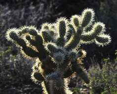 Image de Cylindropuntia bigelovii (Engelm.) F. M. Knuth