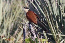 Plancia ëd Centropus senegalensis (Linnaeus 1766)