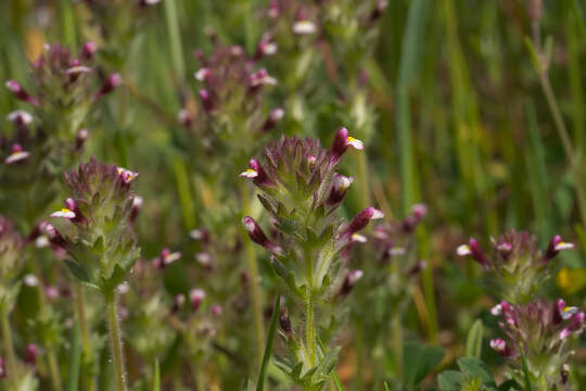 Image of broadleaf glandweed