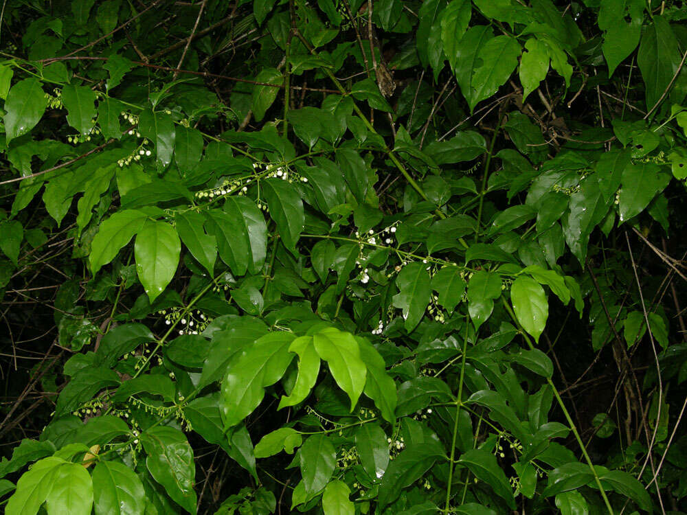 Image of West Indian milkberry