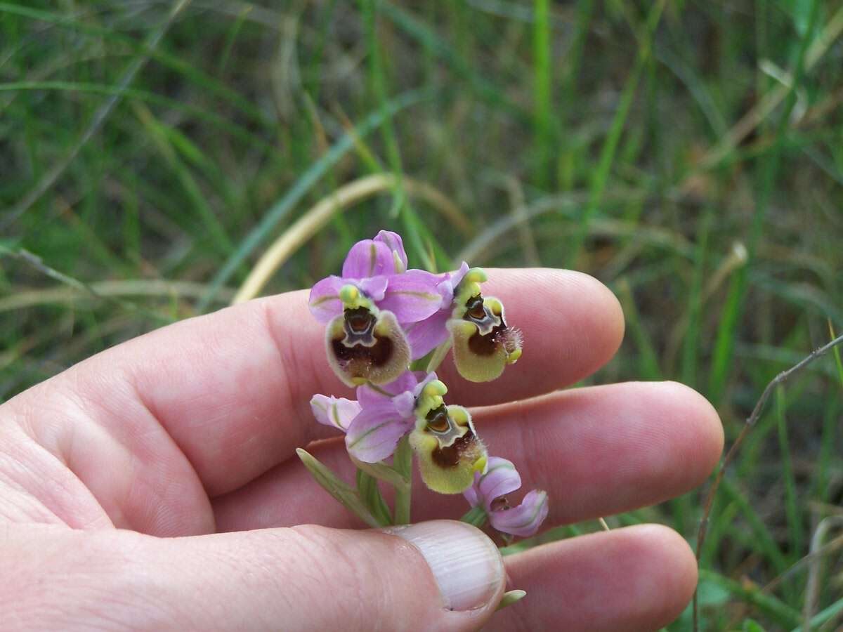 Image of Sawfly orchid