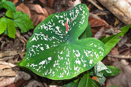 Image of Caladium bicolor