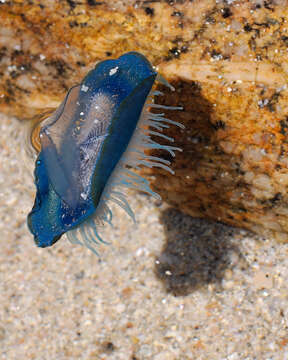 Слика од Velella Lamarck 1801