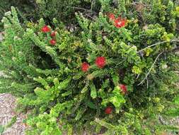 Image of 'ohi'a lehua