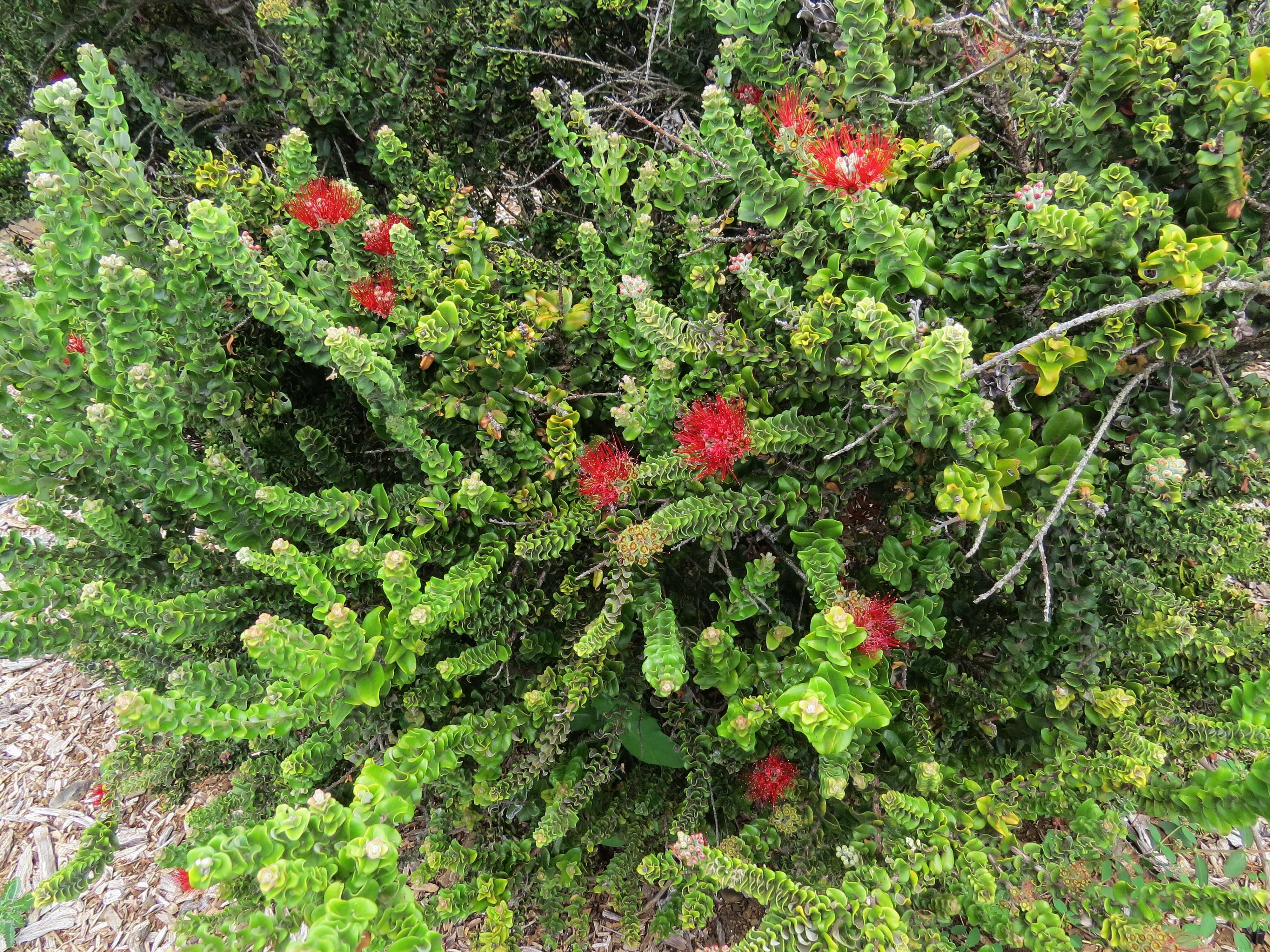 Image of 'ohi'a lehua