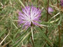 Image of knapweed