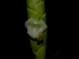 صورة Werauhia gladioliflora (H. Wendl.) J. R. Grant