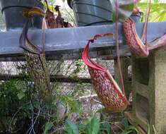 Image of Nepenthes maxima Reinw. ex Nees