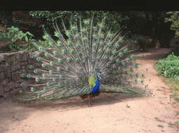 Image of Asiatic peafowl