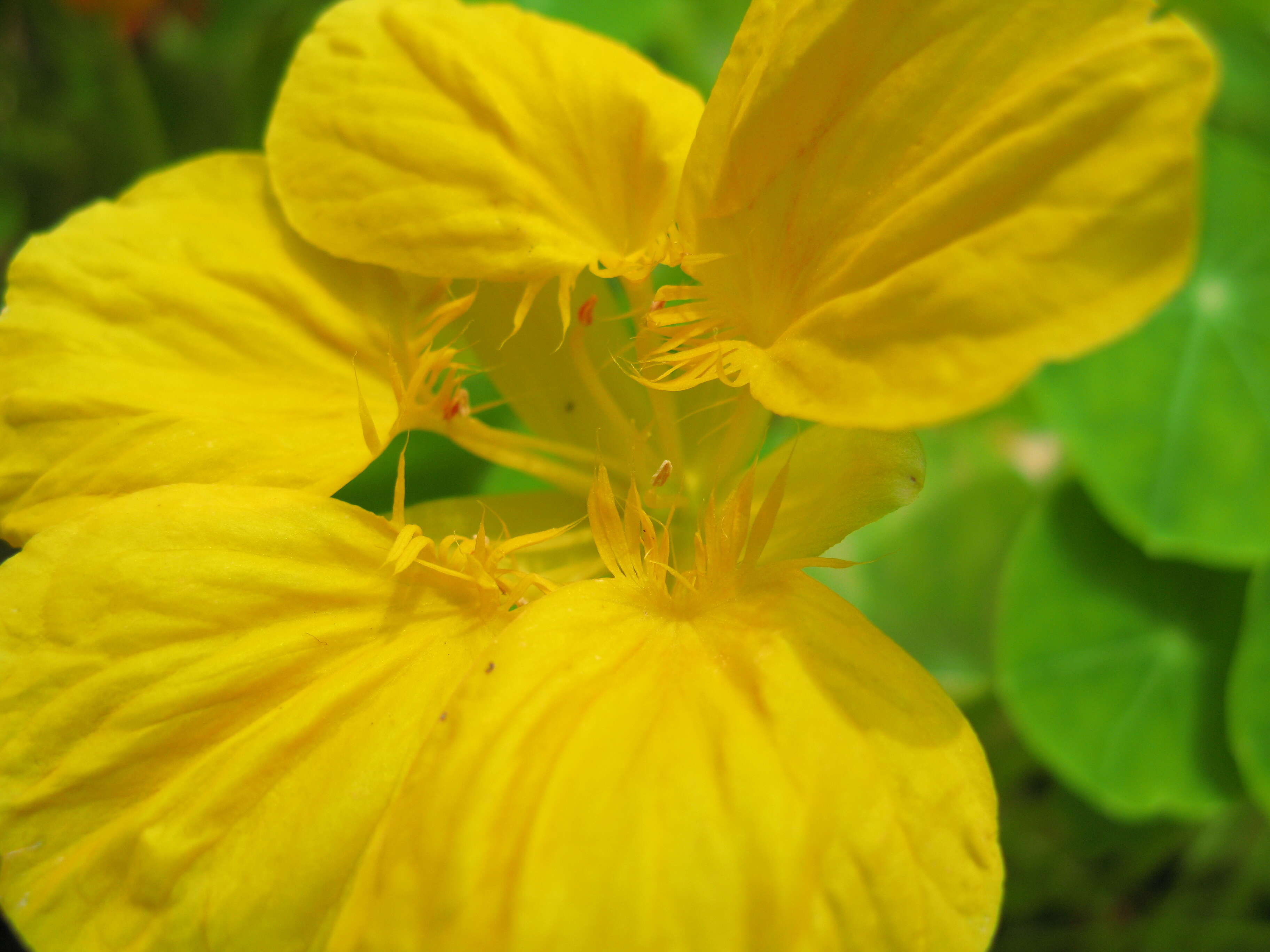 Image of nasturtium