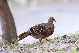 Image of Swinhoe's Pheasant