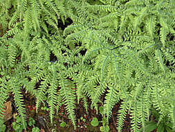 Image of maidenhair fern