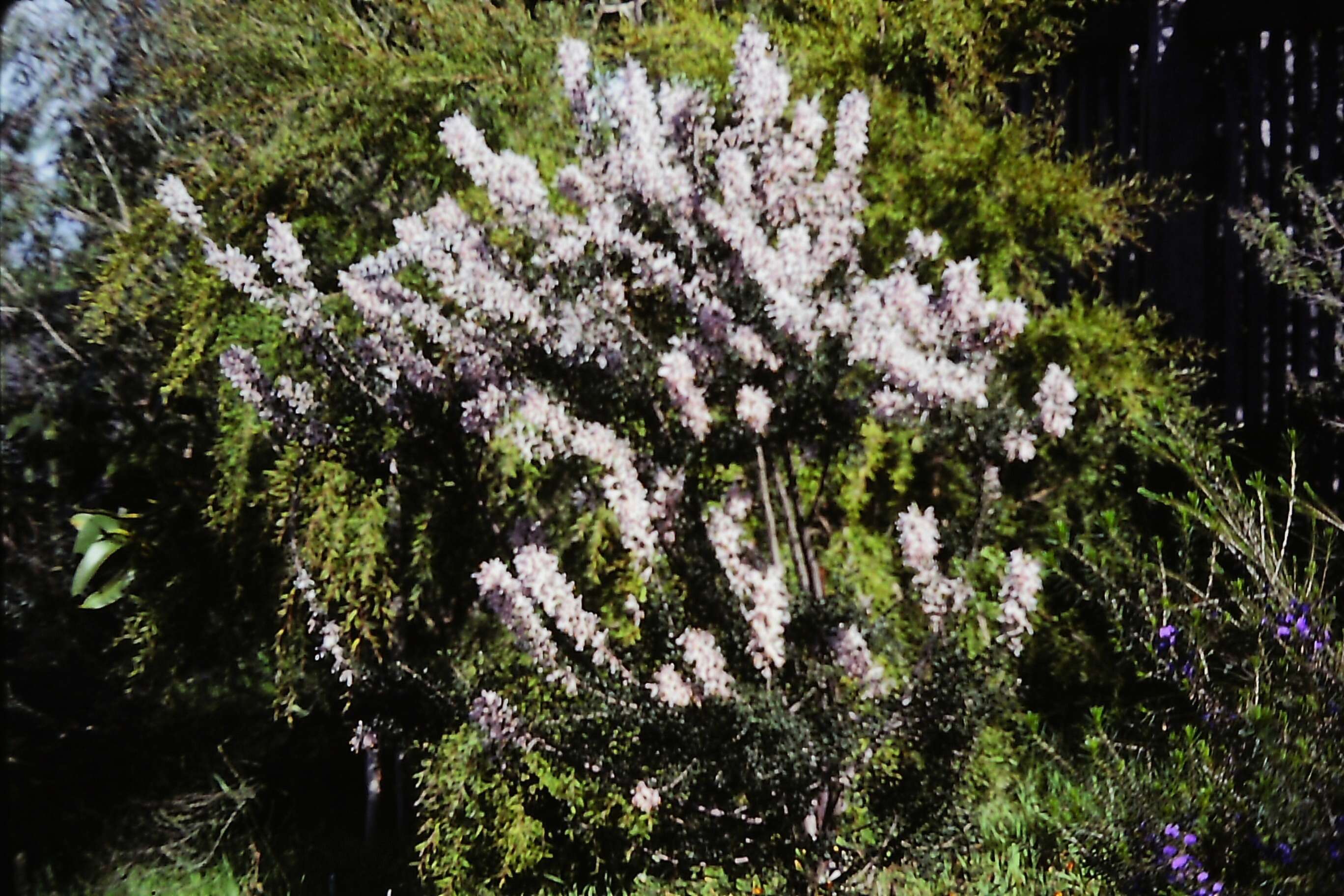 Image of Petrophile biloba R. Br.